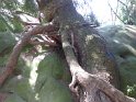 2018-05-24 15-46-30  Rando Fontainebleau FGn